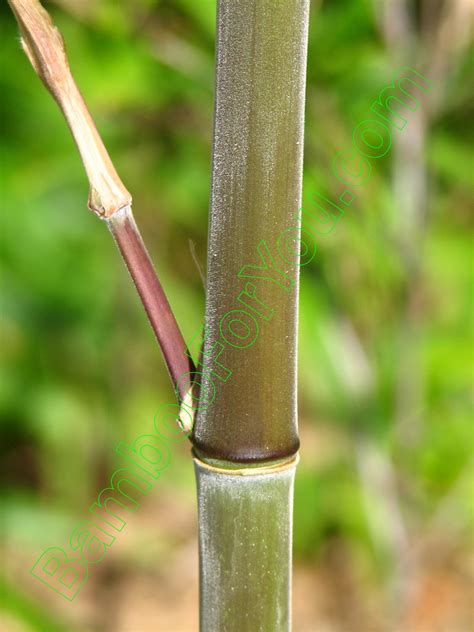 Phyllostachys Edulis Bamboo Photos Bamboo For You