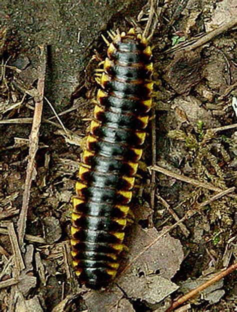 10 Types Of Millipedes