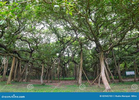 Great Banyan Tree Howrah West Bengal India Stock Image Image Of