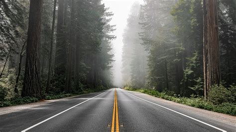 Scenic route Redwood National Forest | Premium Photo - rawpixel