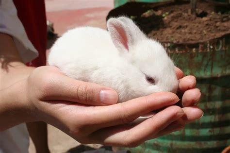 Poids Et Taille Du Lapin Nain Selon Les Races Nain Bélier Tête De