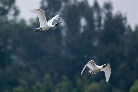 Two White Ibis Flying · Free Stock Photo