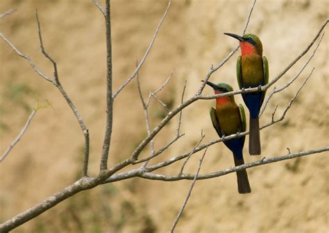 The Red Throated Bee Eater Has Seven Colors Murchison Falls Uganda