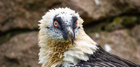 Bearded vulture – Zoo Berlin