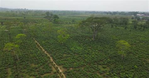 Drone Shots Of Assam Tea Estate Holidays Stock Footage Ft Tea Garden Drone Shot And Assam