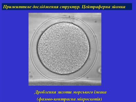 Мікроскопічні методи дослідження - презентация онлайн