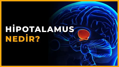 Hipotalamus Nedir? - Hipotalamus Görevleri - YouTube