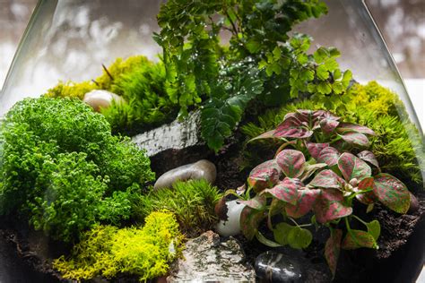 vivarium als garden home