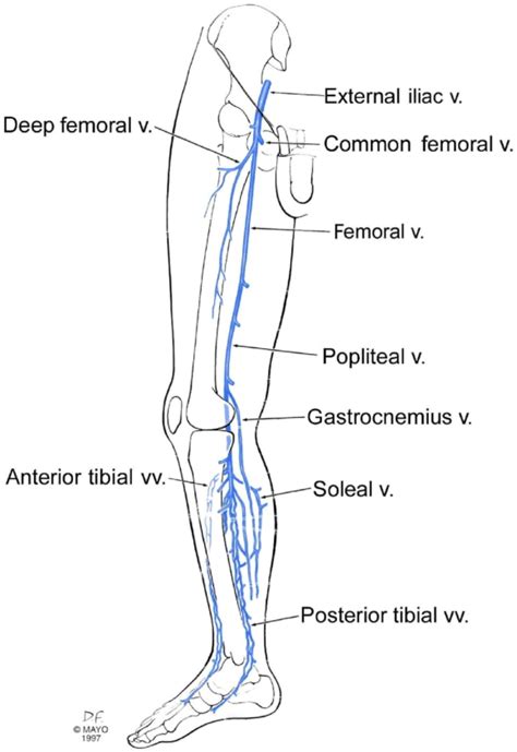 Deep Veins Of The Leg Schematic The Blood Project