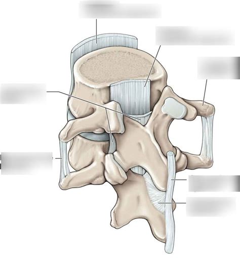 Vertebral Ligaments Diagram Quizlet