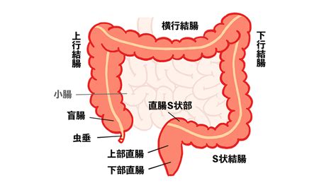 大腸 健康用語の基礎知識 ヤクルト中央研究所