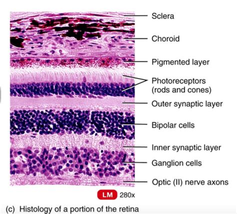 Anatomy Histo Post Midterm Flashcards Quizlet