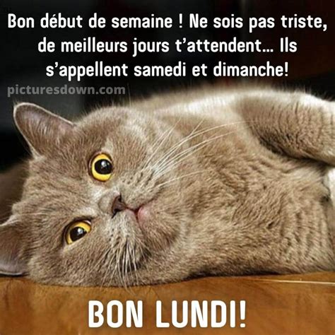 Bon Lundi Humour Image Chat Picturesdown