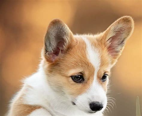 Corgi Puppy Wallpaper Hd Pets Lovers