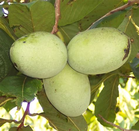 Asiminier Wabash® | Saveur tropicale riche et fruits crémeux