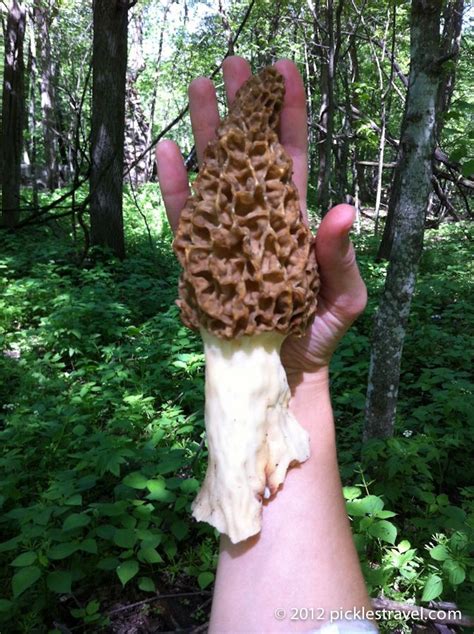 10 Best Tips For Successfully Hunting Morel Mushrooms Artofit