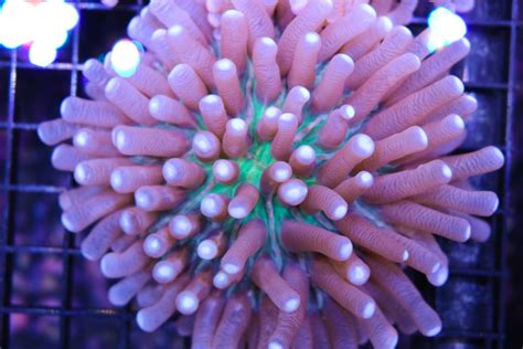 Long Tentacle Plate Coral Frag Box Corals