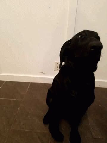 Dog Saying Hi Dog GIF - Dog Saying Hi Dog Hi - Discover & Share GIFs