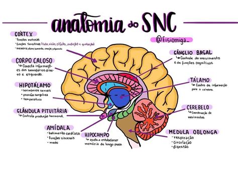 Mapa Sistema Nervoso Central Neuroanatomia Porn Sex Picture