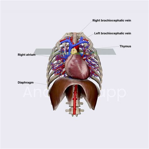 Superior Vena Cava Media Library Anatomy App Learn Anatomy 3D