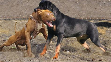 PITBULL Vs ROTTWEILER – Which Is More Powerful? - Pets - Nigeria