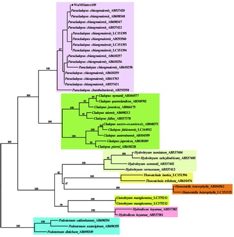 The Plastid Phylogeny Of The Paracladopus And Closely Related Genera