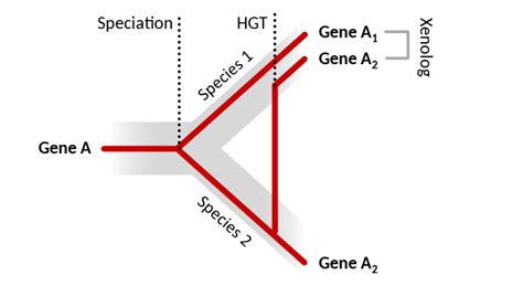 Transferts Horizontaux Et Complexification Des G Nomes