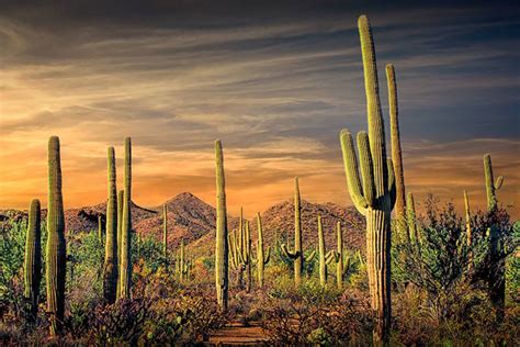 Saguaro Cactus At Sunset Saguaro National Park Tucson Etsy Denmark