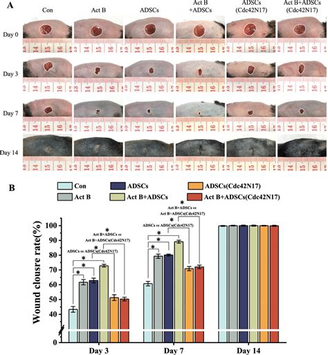 Cdc42 Regulated Activin B Induced Adscs Mediated Skin Wound Healing In Download Scientific