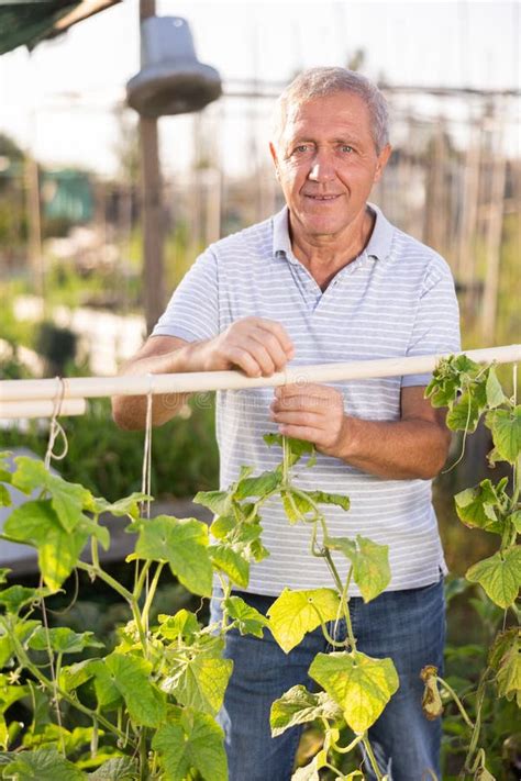 Positive Mature Man Tying Cucumber Sprouts To Wooden Stakes In Garden Stock Photo Image Of