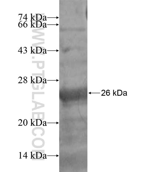 TSSK4 Fusion Protein Ag16997 Proteintech