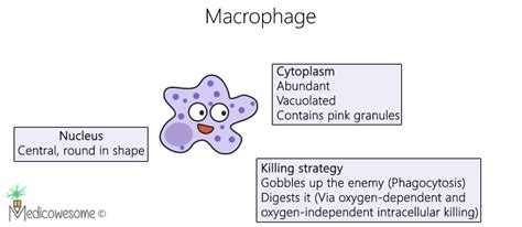 Immense Immunology Insight Macrophage