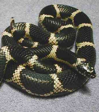 Eastern Kingsnake Care - CHICAGO EXOTICS ANIMAL HOSPITAL