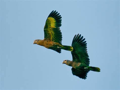 St Vincent Parrot Amazona Guildingii Birds Of The World