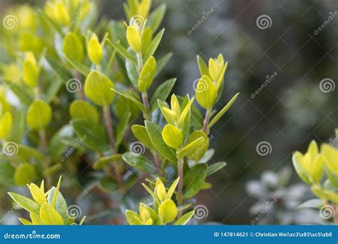 Leaves Of A Common Myrtle Myrtus Communis Stock Image Image Of