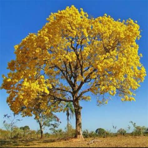 Quarteto Geográfico Ipê amarelo Handroanthus albus