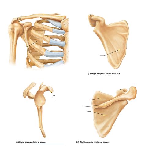 Anat Human Anatomy Week Midterm Notes Scapula Diagram Quizlet