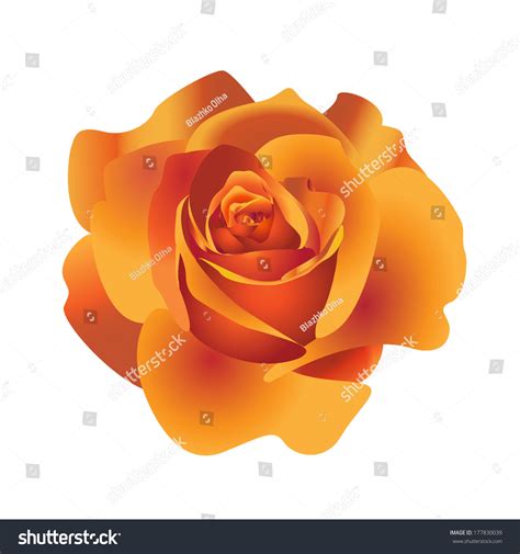 Beautiful Vector Flower Rose Stock Vector Royalty Free 177830039