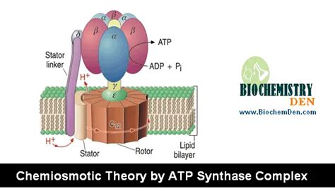 ATP Synthase Complex: Mechanism in Chemiosmotic Theory