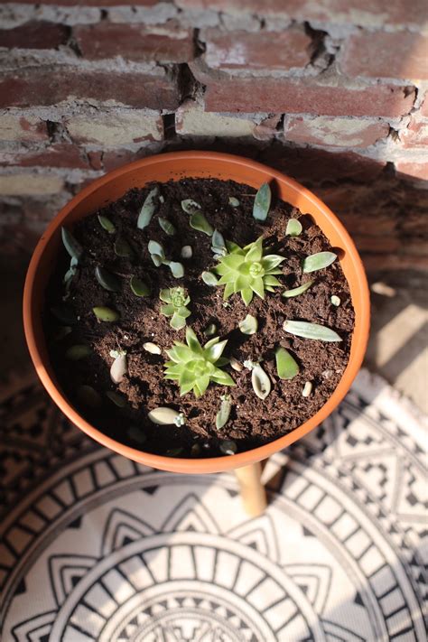 Bouturer Ses Plantes Grasses Et Succulentes Main Verte DIY