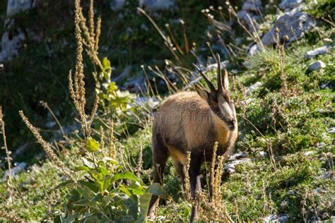 Chamois of Abruzzo National Park of Abruzzo Stock Image - Image of ...