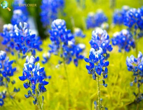 Blooming Texas 25 Gorgeous Native Flowers Revealed