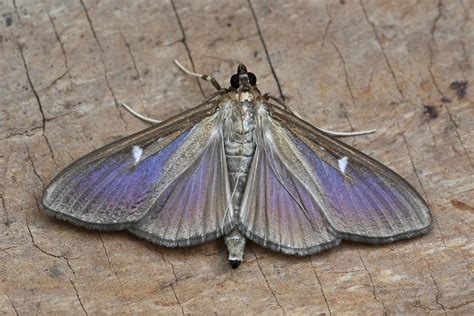 Cydalima Perspectalis Box Tree Moth Melanic Form Flickr