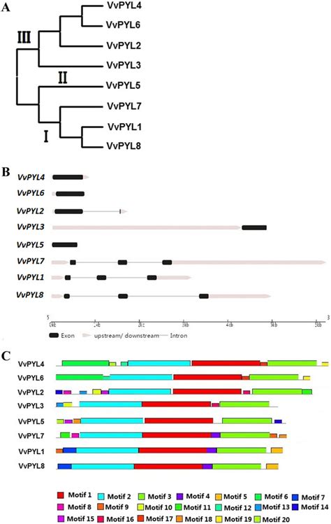 Phylogenetic Relationships Gene Structures And Conserved Motifs Of Download Scientific