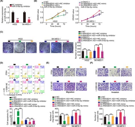 Regulation Of Malignant Characteristics Of Nsclc Cells By Rnaseh1‐as1 Download Scientific