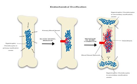 Angiogenesis Osteogenesis Coupling A Key Element In Bone Physiology