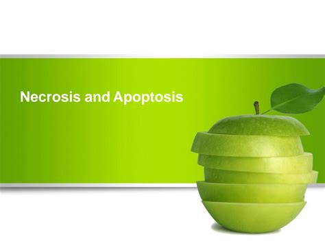 Solution Necrosis Apapoptosis Studypool