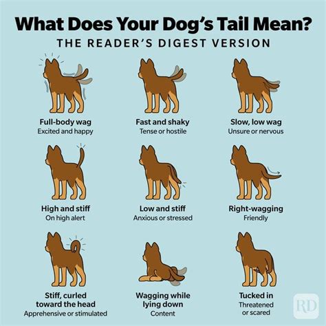 Dog Tail Meaning 16 Secrets Your Dogs Tail Is Trying To Tell You