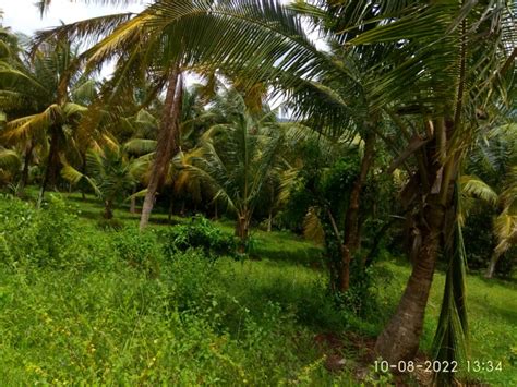 Agricultural Land Cent For Sale In Pathirippala Palakkad Rei