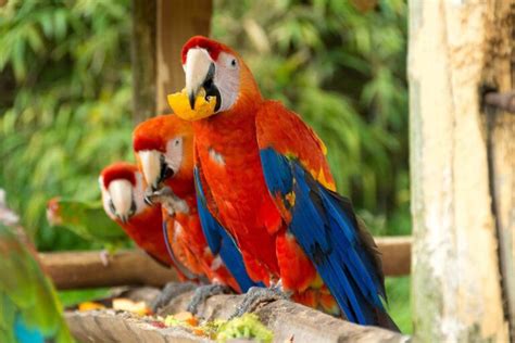 Guacamaya Roja En Peligro De ExtinciÓn Todo Sobre Ella